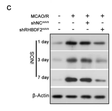 iNOS Antibody - Fig.