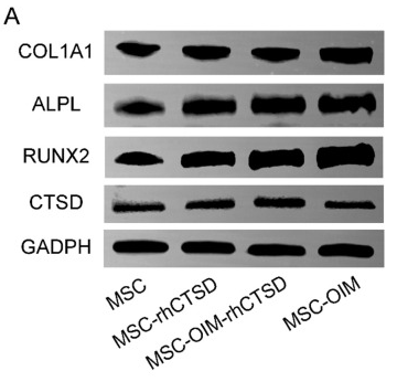 Collagen I Antibody - Figure 3.