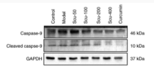Cleaved-Caspase 9 (Asp353) Antibody - Figure 2 - Protein expression levels of apoptosis-related factors determined by western blotting.