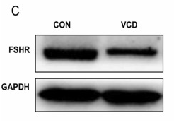 FSHR Antibody - Fig.