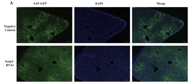 SENP1 Antibody - Figure 2.