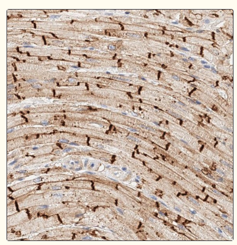 Connexin 43 / GJA1 Antibody - Fig.