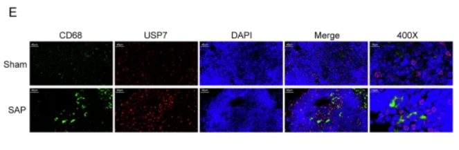 CD68 Antibody - Fig.