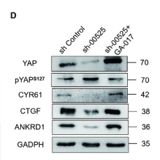 Phospho-YAP (Ser127) Antibody - Fig.