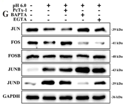 JunD Antibody - Fig.