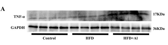 TNF alpha Antibody - Figure 5.