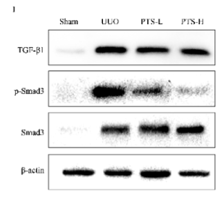 Phospho-Smad3 (Ser423+Ser425) Antibody - Figure 8.