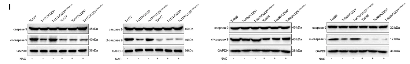 Caspase 9 Antibody - Fig.