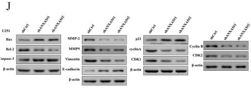 Cyclin A Antibody - Figure 8.