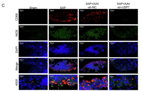 iNOS Antibody - Fig.