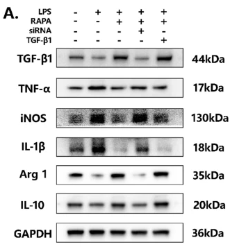 TNF alpha Antibody - Fig.
