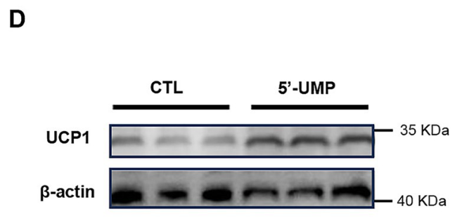 beta Actin Antibody - Figure 5.