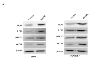 c-Fos Antibody - Fig.