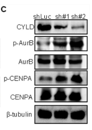 Phospho-CENPA (Ser7) Antibody - Figure 3.