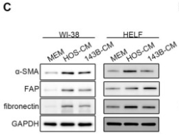 FAP1 Antibody - Figure 1.