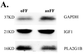 PLA2G1B Antibody - Fig.