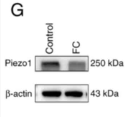 Piezo1 Antibody - Figure 1 - Colocalization and expression of Piezo1 and Piezo2 in EC cells of FC Mice.