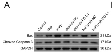 Bax Antibody - Fig.