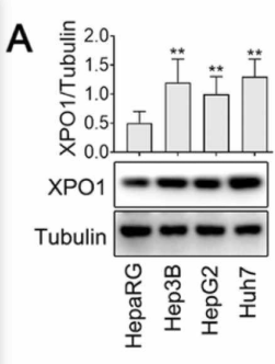 CRM1 Antibody - Fig.