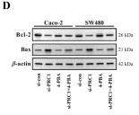 Bcl-2 Antibody - Fig.