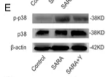 p38 MAPK Antibody - Figure 4.