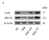 MLCK Antibody - Figure 5.