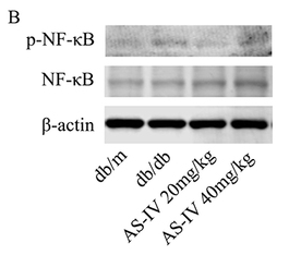 NF-kB p65 Antibody - Figure 6 The effects of AS-IV on the EGFR/NF-κB pathway in db/db mice.