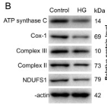 UQCRQ Antibody - Fig.