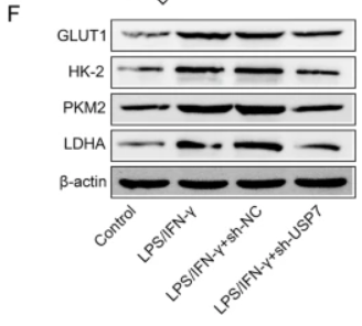 Hexokinase II Antibody - Fig.