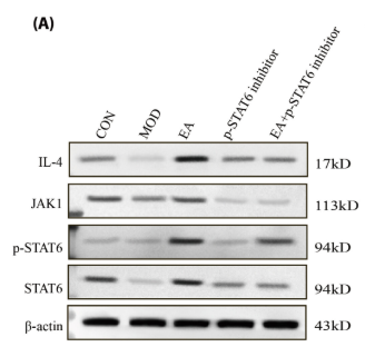 Phospho-STAT6 (Tyr641) Antibody - FIGURE 7 Detection results of IL-4-JAK1-STAT6 pathway-related indicators in mice of each group.