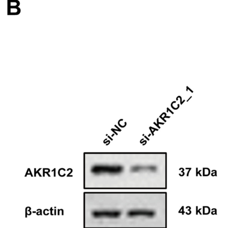 AKR1C2 Antibody - Fig 5.