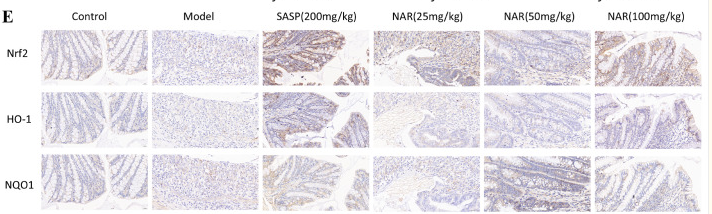 HO-1 Antibody - Figure 6 .