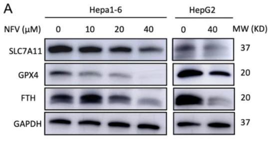 FTH1 Antibody - Fig.