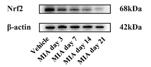 Nrf2 Antibody - Figure 4.