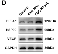HIF1A Antibody - Fig.