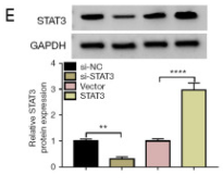 IKB alpha Antibody - Figure 3.