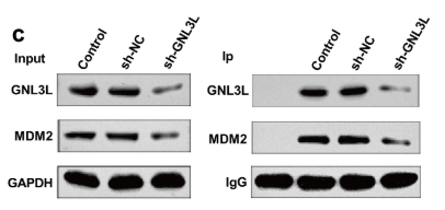 MDM2 Antibody - FIGURE 4 GNL3L positively regulated MDM2 expression and interacted with MDM2.