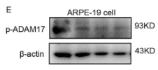 Phospho-ADAM 17 (Thr735) Antibody - Fig.