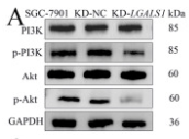 PI3K p85 alpha Antibody - Fig.