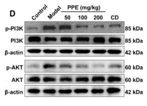Phospho-PI3K p85 (Tyr458)[Tyr467]/p55 (Tyr199) Antibody - Fig.