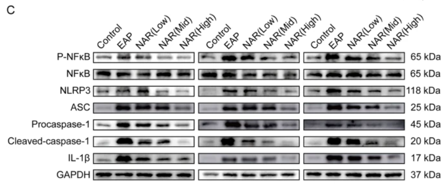 Phospho-NF-kB p65 (Ser536) Antibody - Fig.
