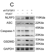 TMS1/ASC Antibody - Fig 5.