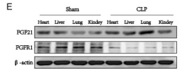 FGF21 Antibody - Fig.