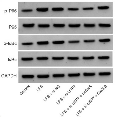 NF-kB p65 Mouse Monoclonal Antibody - Figure 6.
