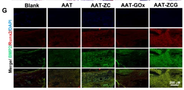 BMP2 Antibody - Fig.