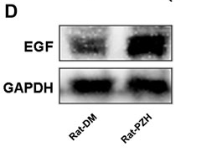 EGF Antibody - FIGURE 3.