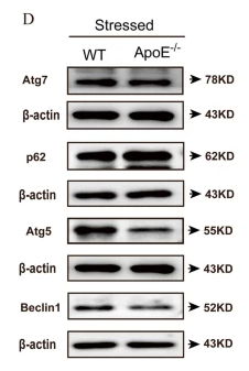 Beclin 1 Antibody - Fig.