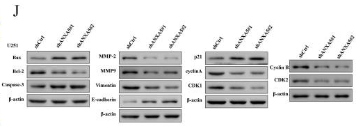 CDK2 Antibody - Figure 8.