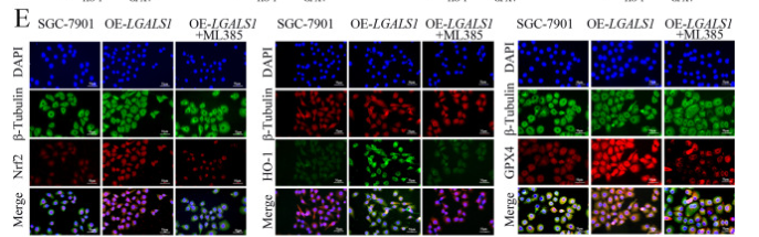 HO-1 Mouse Monoclonal Antibody - Fig.