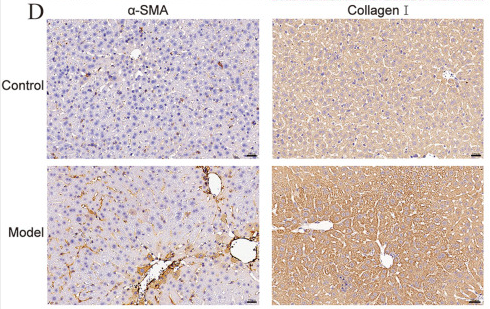 alpha-SMA Antibody - FIGURE 1.